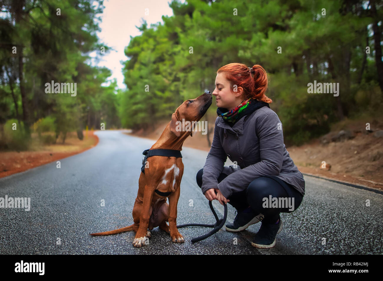 Retrato de una adolescente feliz y Ridgeback de Rhodesia dog . Perro dando chica dulce beso lamer. Aman a los animales amo a mi mascota Foto de stock