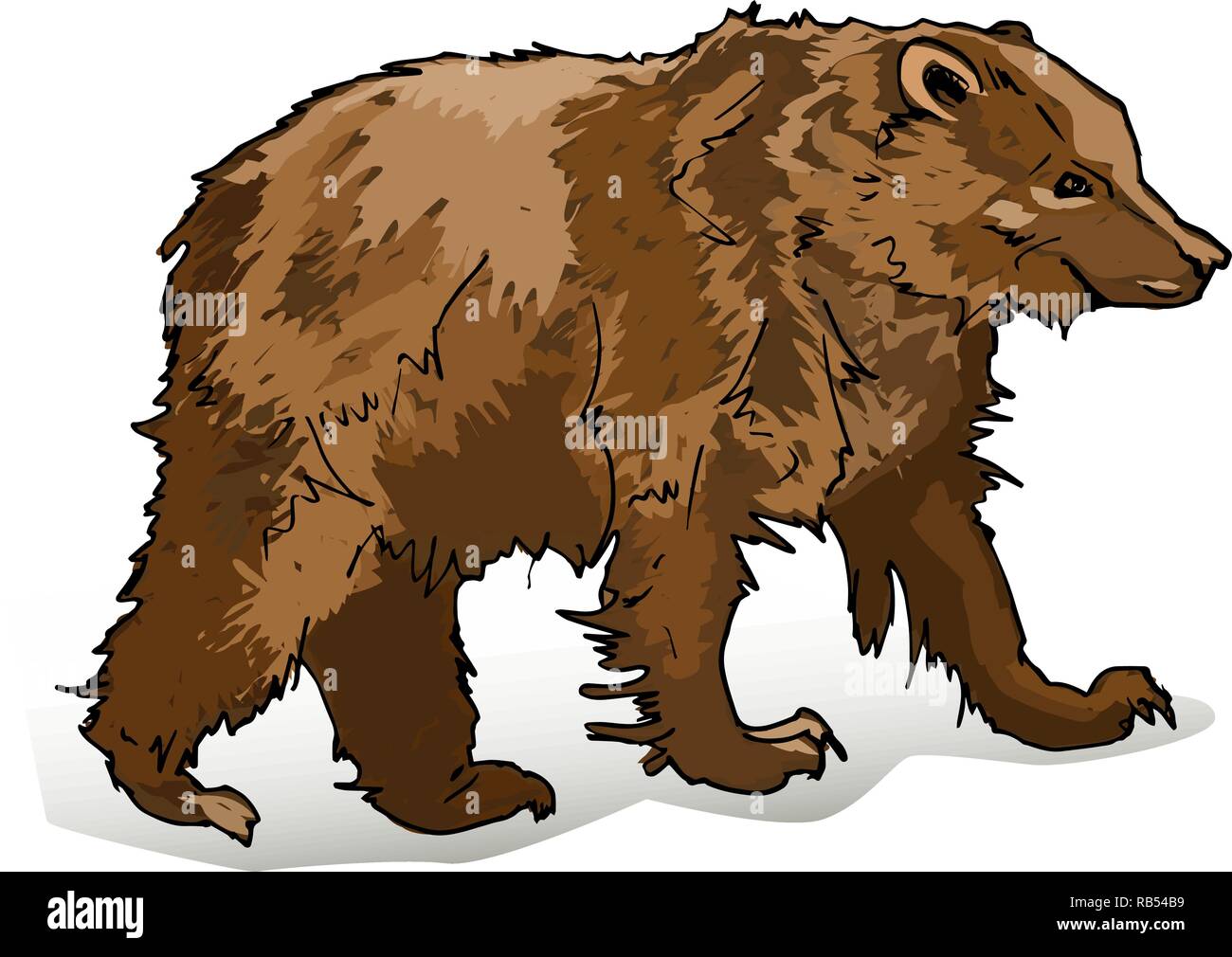 Vista lateral del oso pardo cerca en fondo blanco. Animal salvaje está en cuatro patas. Ilustración vectorial de predaceous mamífero terrestre banner. Ilustración del Vector