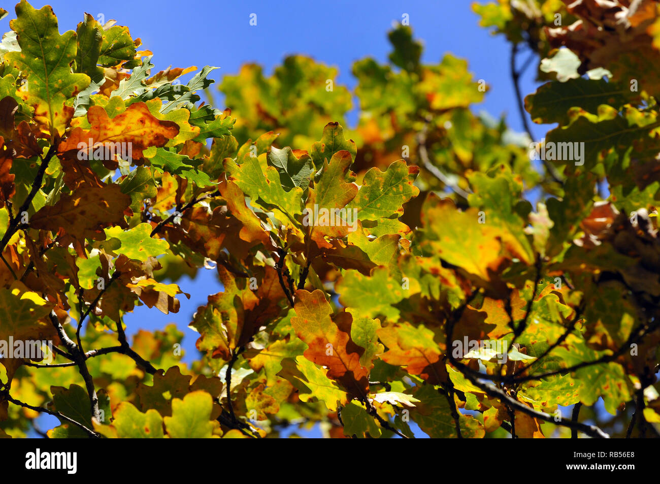 Amarillentas hojas de roble. Roble, Eichen, tölgy, Quercus sp. Foto de stock