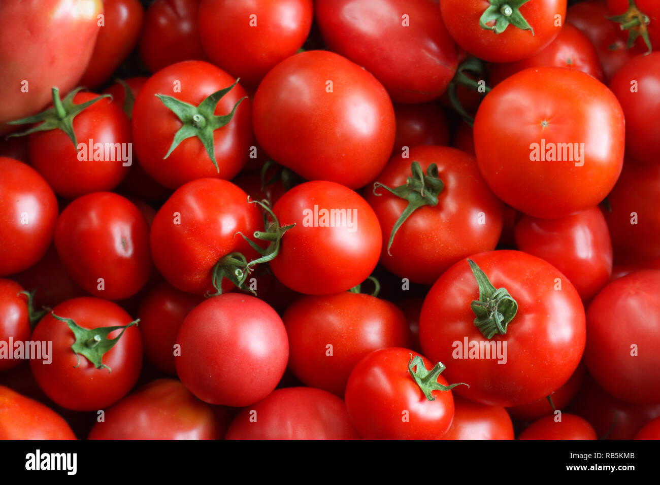 Hermoso color rojo tomate en una casa rural casa jardín. Gran calidad de imagen para la textura o fondo. Foto de stock
