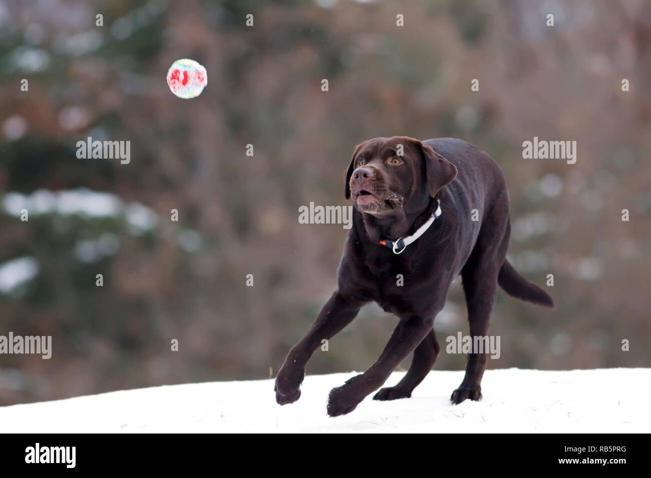 El perro Labrador marrón jugando con bolas de nieve Foto de stock