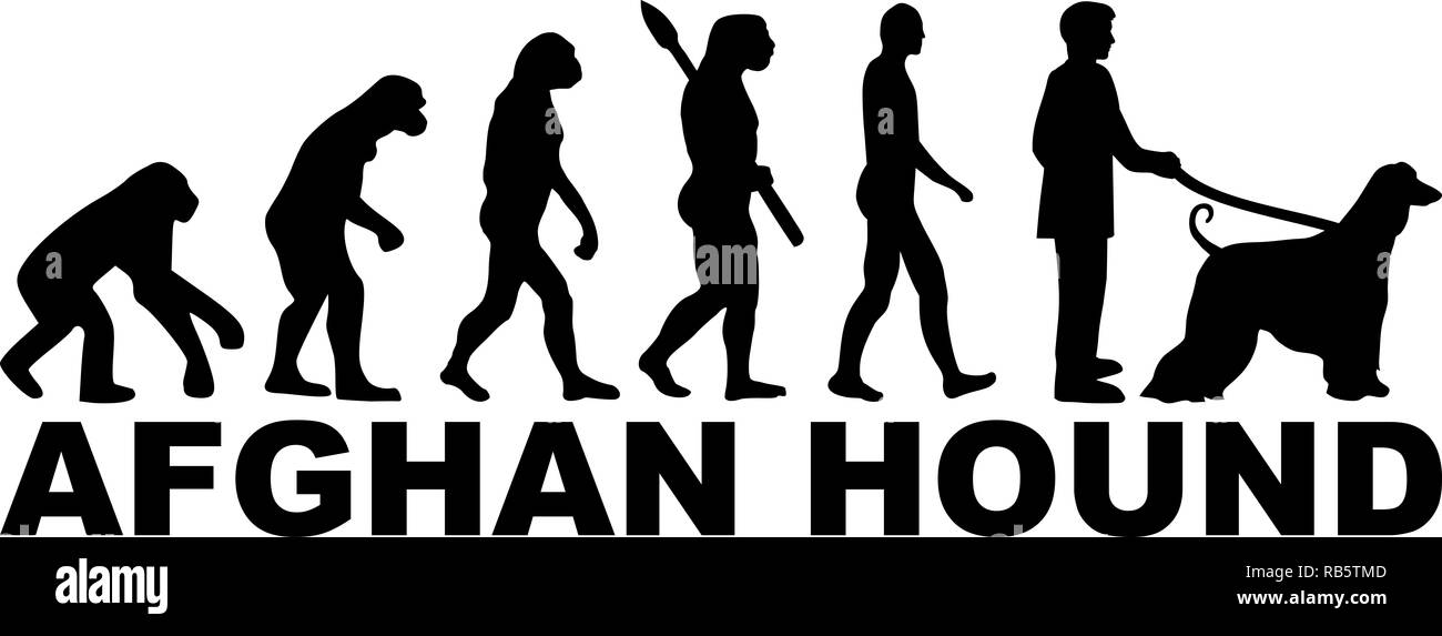 Hound afgano evolución con word en negro Foto de stock