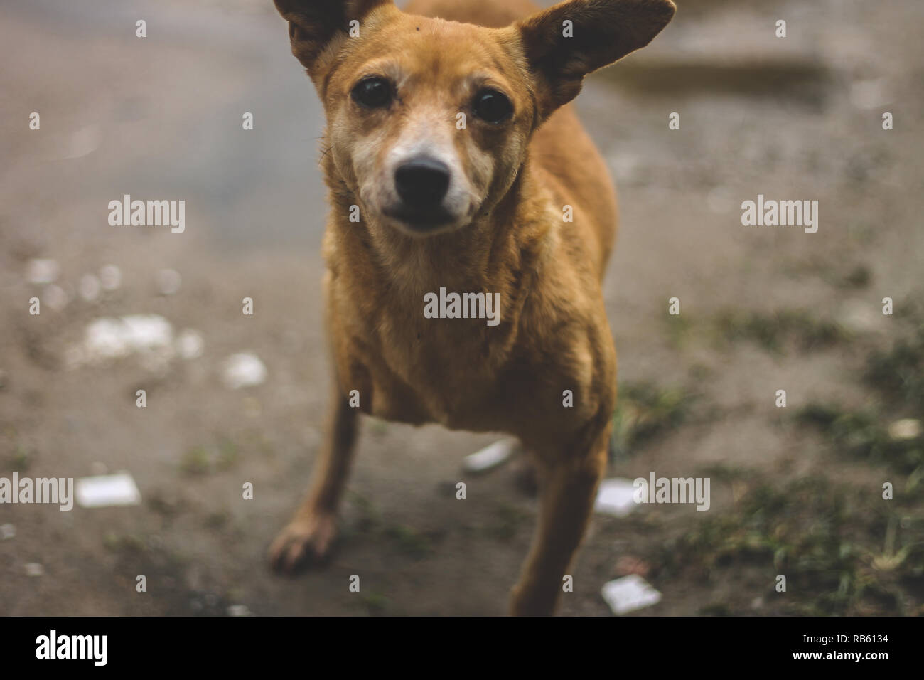 Retrato de un perro sin una pata Fotografía de stock - Alamy