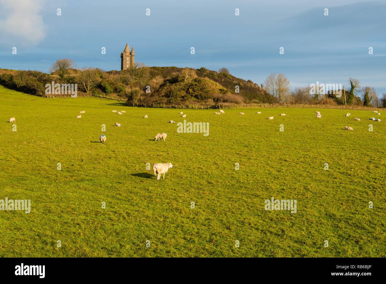 Ovejas pastando en un soleado campo de hierba debajo de Scrabo Tower cerca de Newtonards en el Ards Peninsula, Condado de Down, Irlanda del Norte Foto de stock