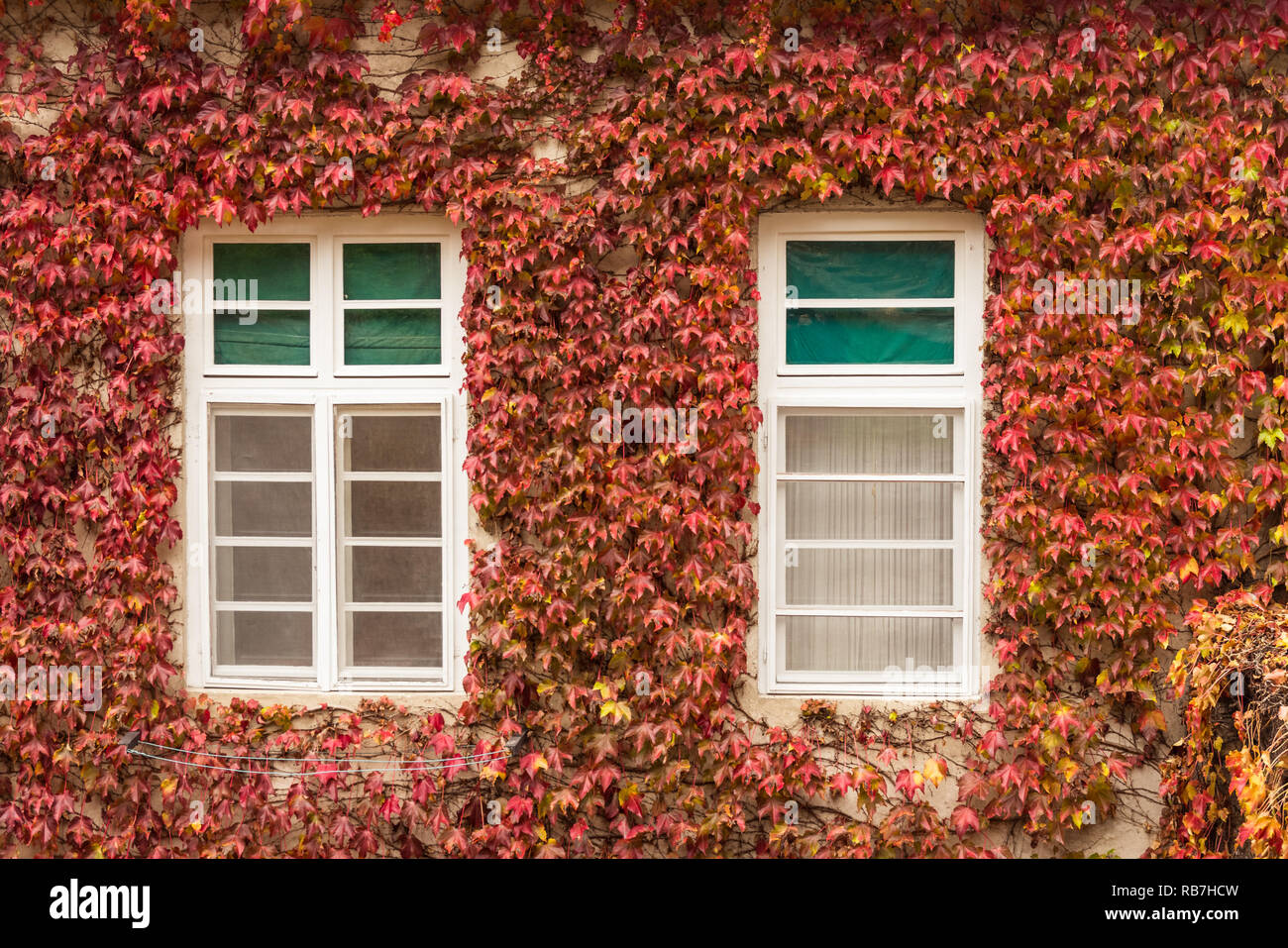 Ivy cubrió el muro del edificio en otoño, Novi Sad, Serbia. Foto de stock
