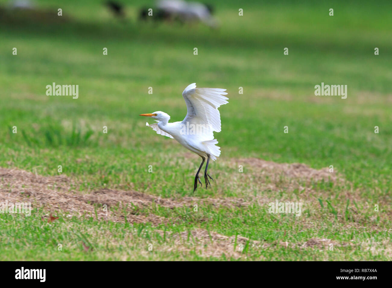 Garceta Blanca (Ardea alba) que aterrizaba en la hierba Foto de stock