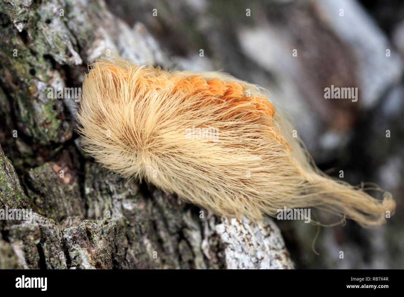 Puss oruga (Megalopyge opercularis), oruga venenosa de América del Norte. Foto de stock