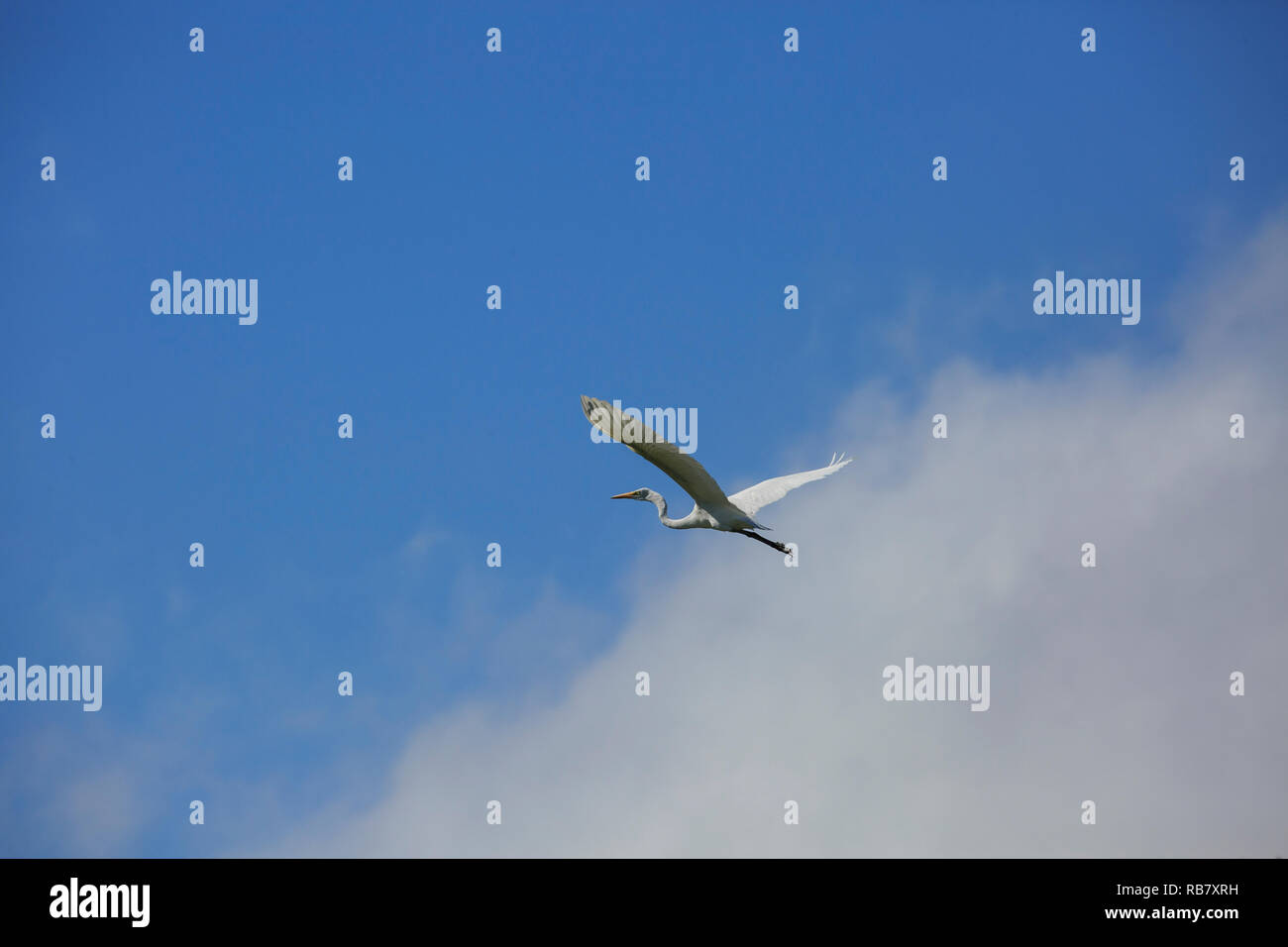 Garzón Blanco (Ardea alba) en vuelo contra una nube y cielo azul Foto de stock