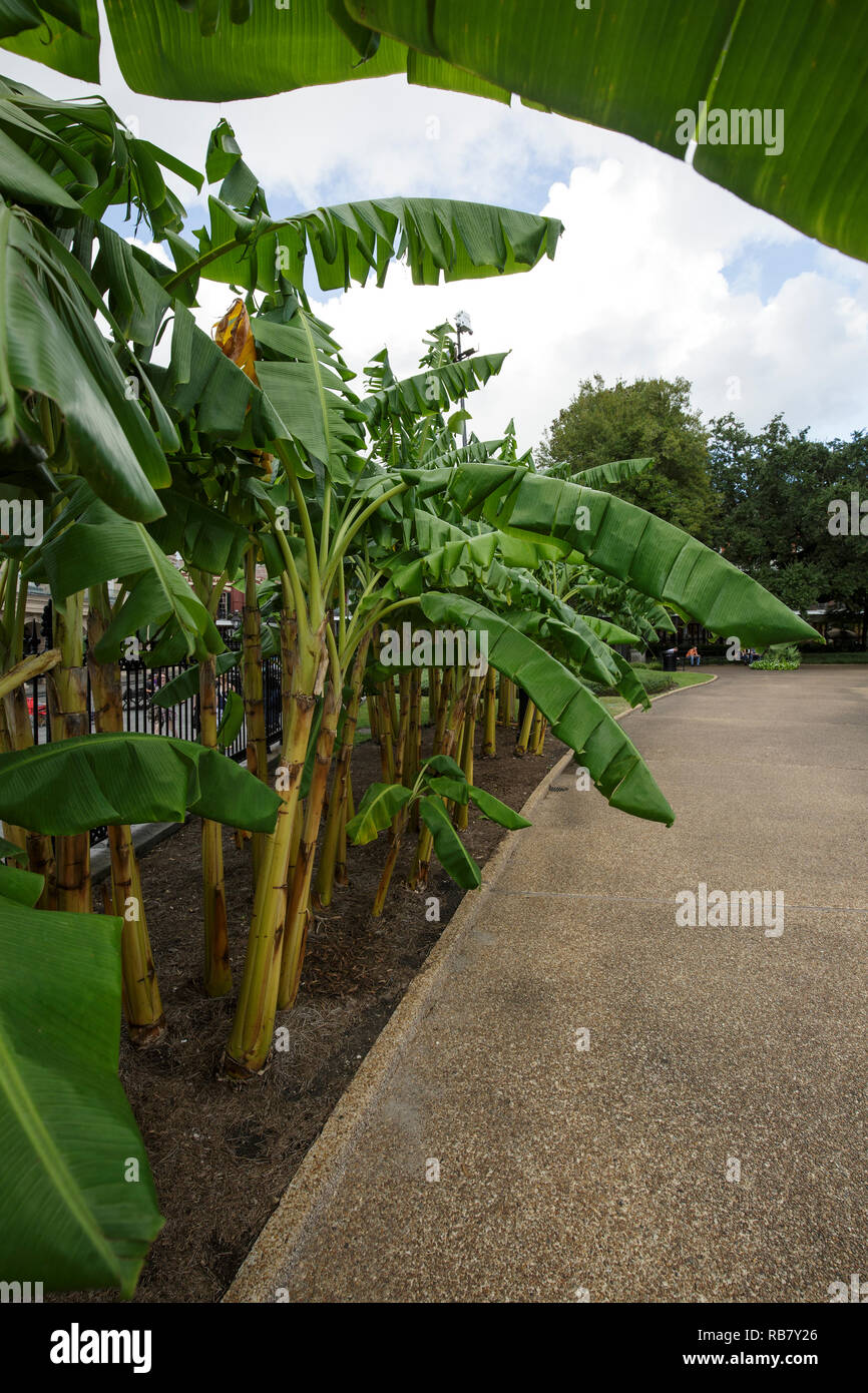 Los bananos que crecen a lo largo de uno de los trazados en Jackson Square, el barrio francés de Nueva Orleans. Foto de stock