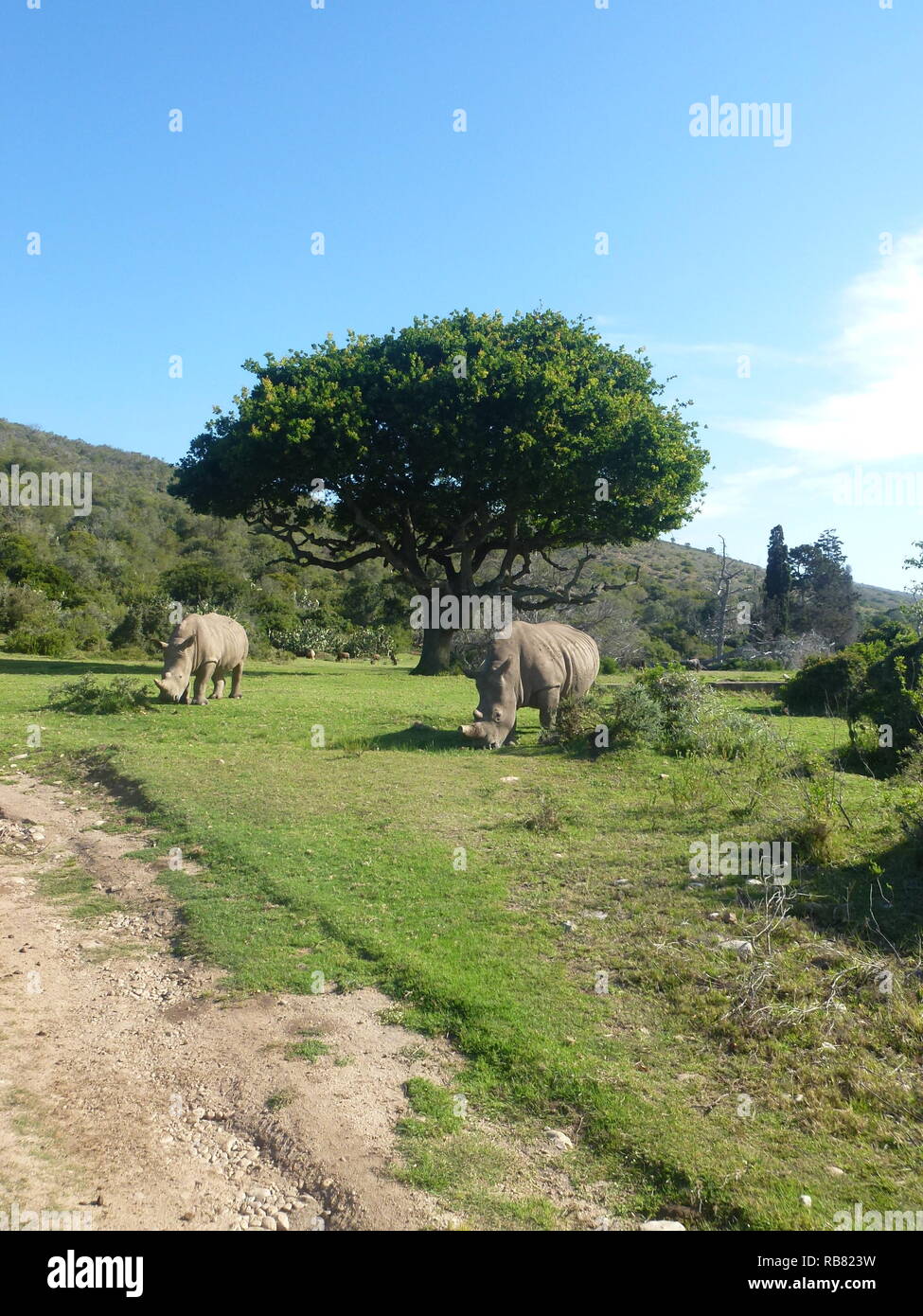 Dos rinocerontes en un árbol en África Foto de stock