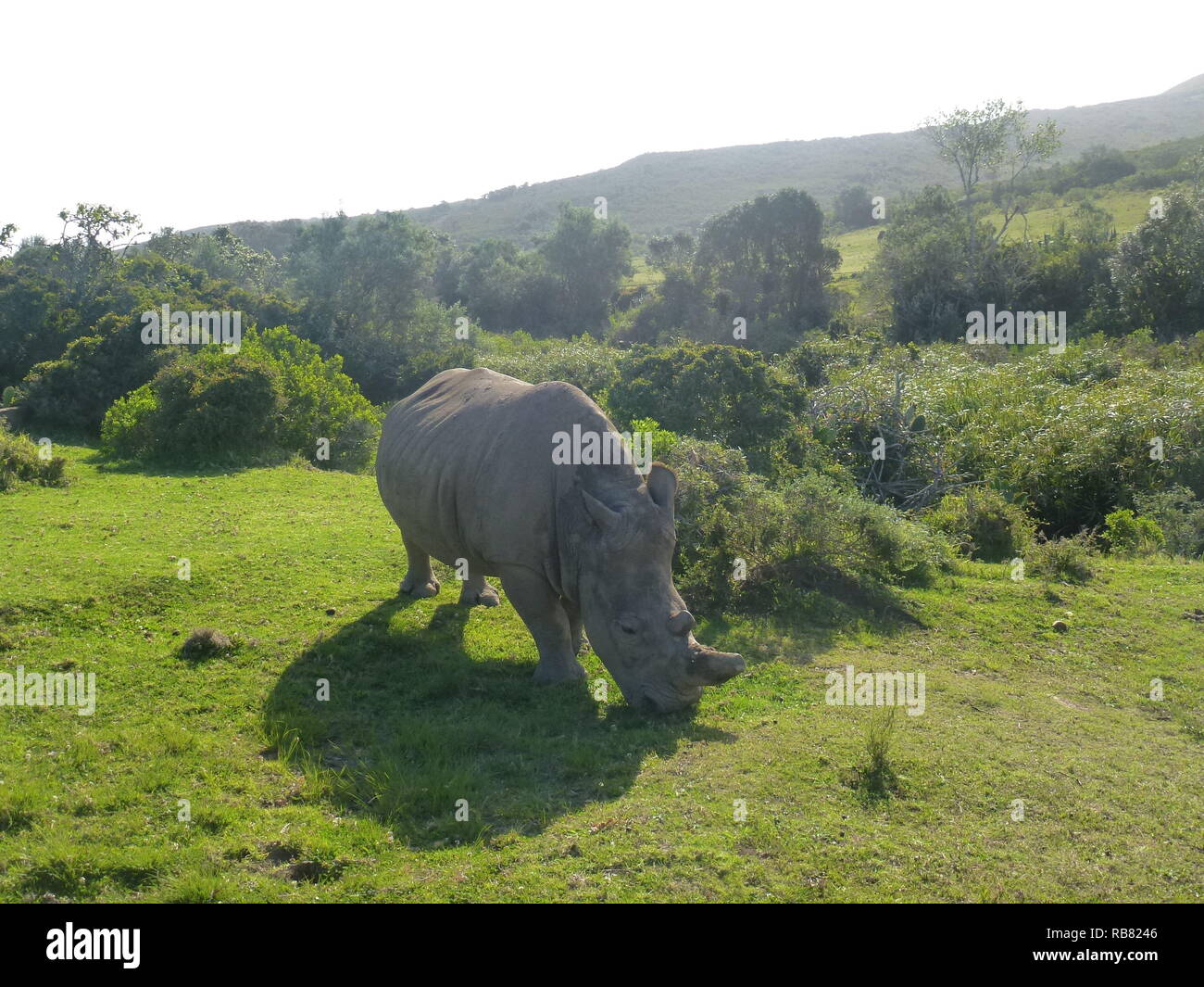 Rinoceronte en África Foto de stock