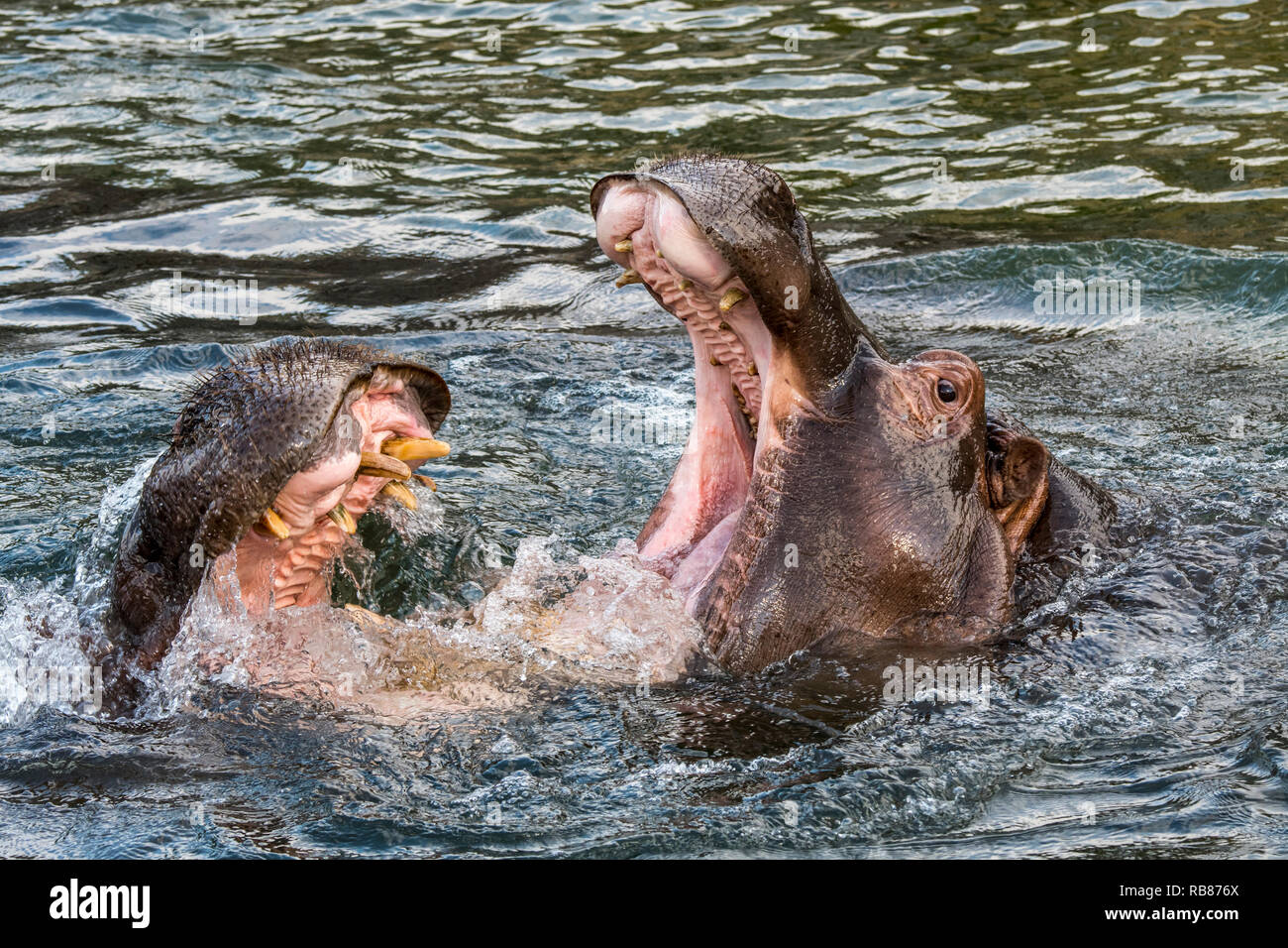 Los combates / hipopótamos los hipopótamos (Hippopotamus amphibius) en el lago mostrando dientes enormes y grandes colmillos caninos en boca hambriente Foto de stock