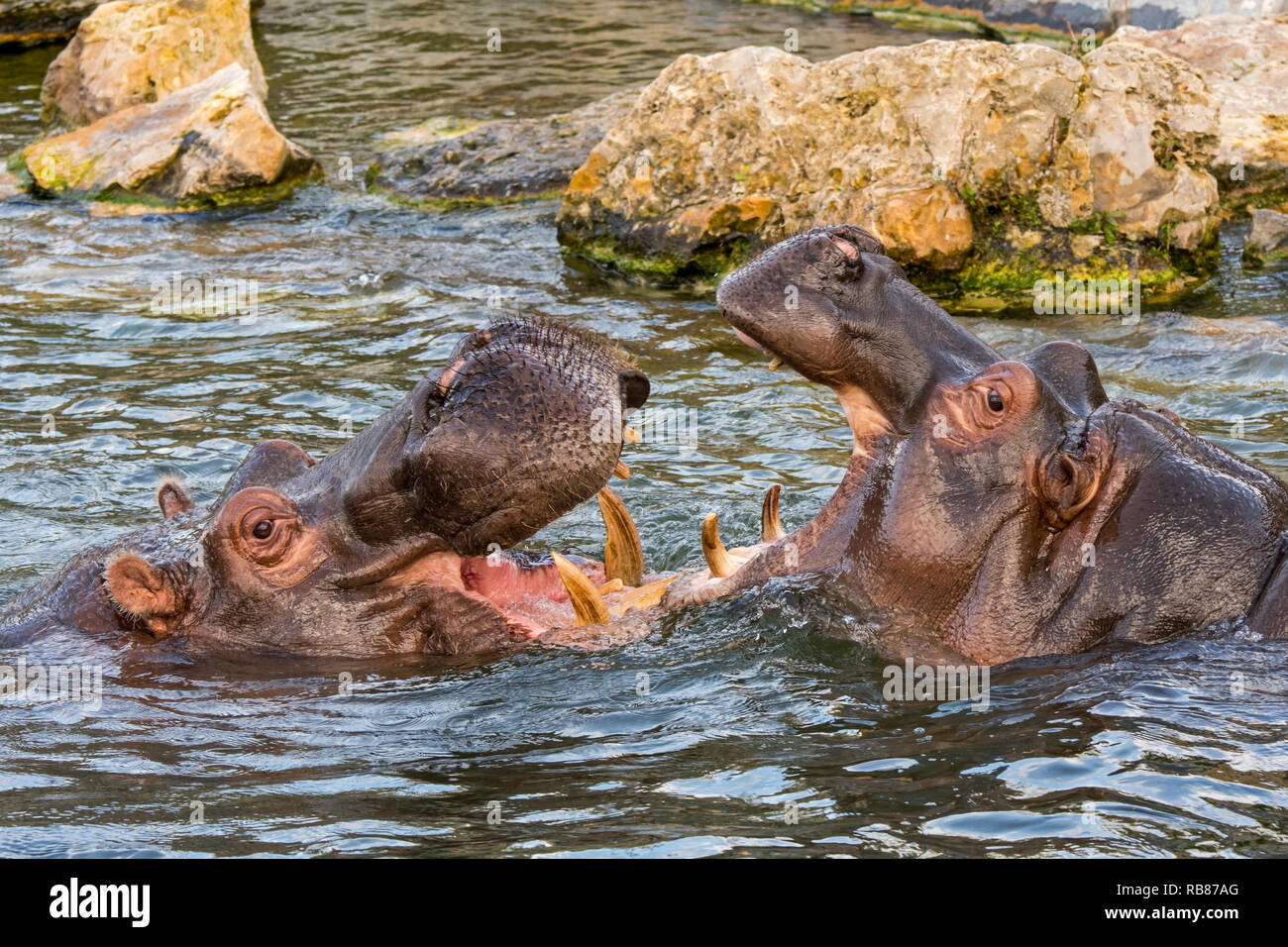 Los combates / hipopótamos los hipopótamos (Hippopotamus amphibius) en el lago mostrando dientes enormes y grandes colmillos caninos en boca hambriente Foto de stock