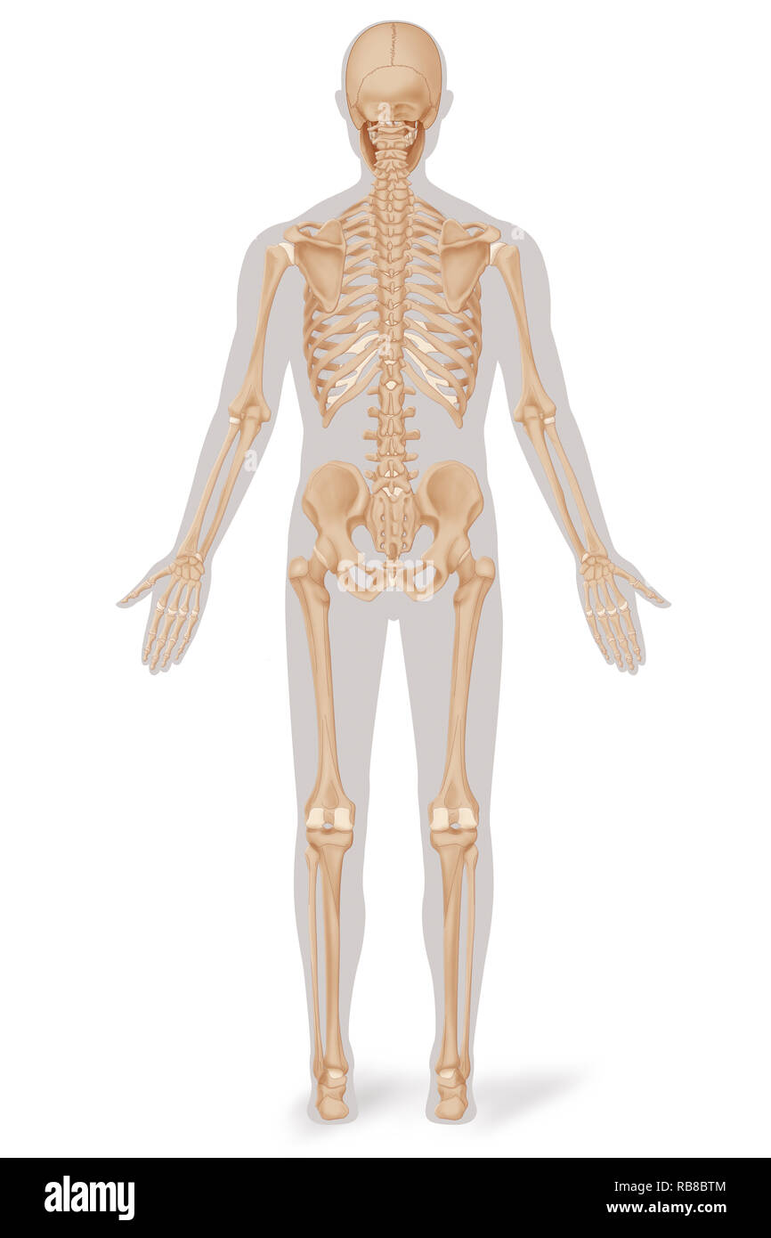 El esqueleto, ilustración Foto de stock