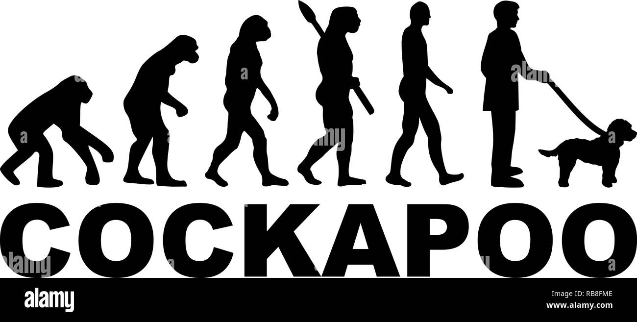 Evolución Cockapoo con word en negro Foto de stock