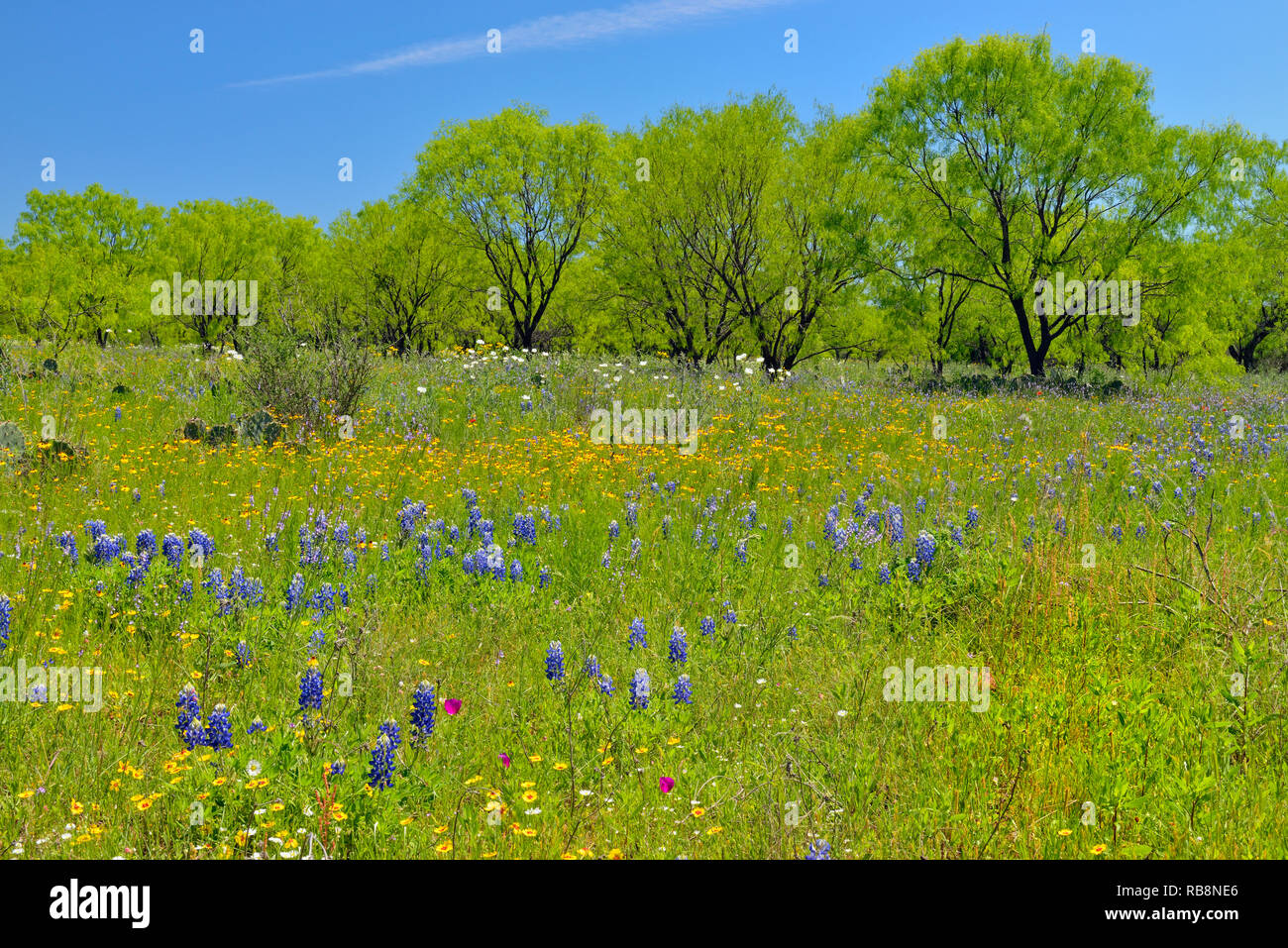 Flores silvestres a lo largo del arte Hedwigs Hill Road, Mason County, Texas, EE.UU. Foto de stock