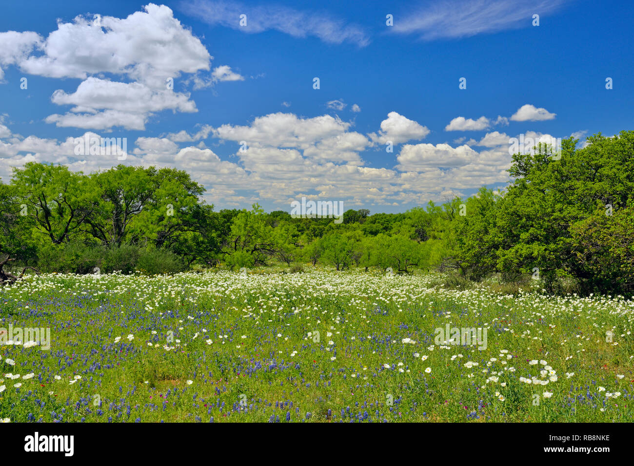Flores silvestres a lo largo del arte Hedwigs Hill Road, Mason County, Texas, EE.UU. Foto de stock