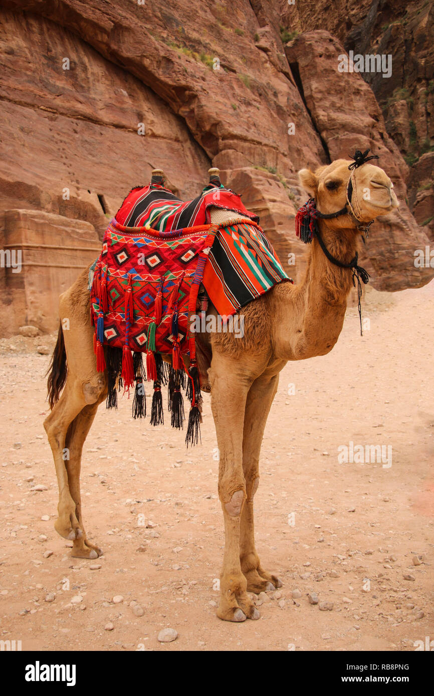 El camello utiliza el transporte fotografías e imágenes de alta resolución  - Alamy