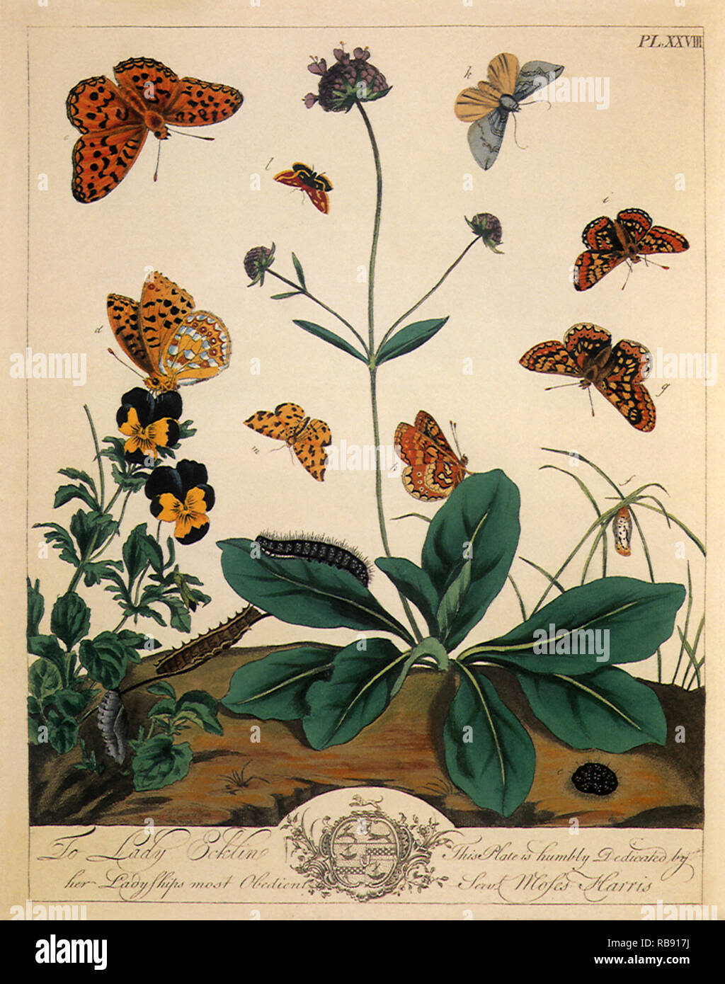 Mariposas y polillas Foto de stock