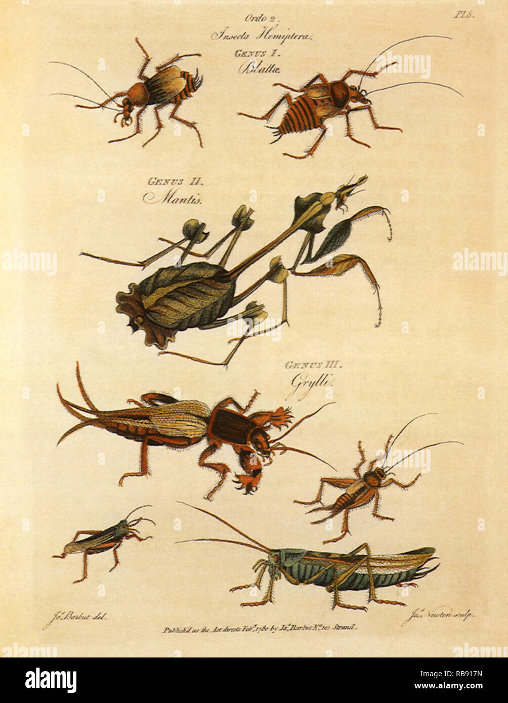 Mantis, cucaracha, Mole-Cricket, Saltamontes. Foto de stock