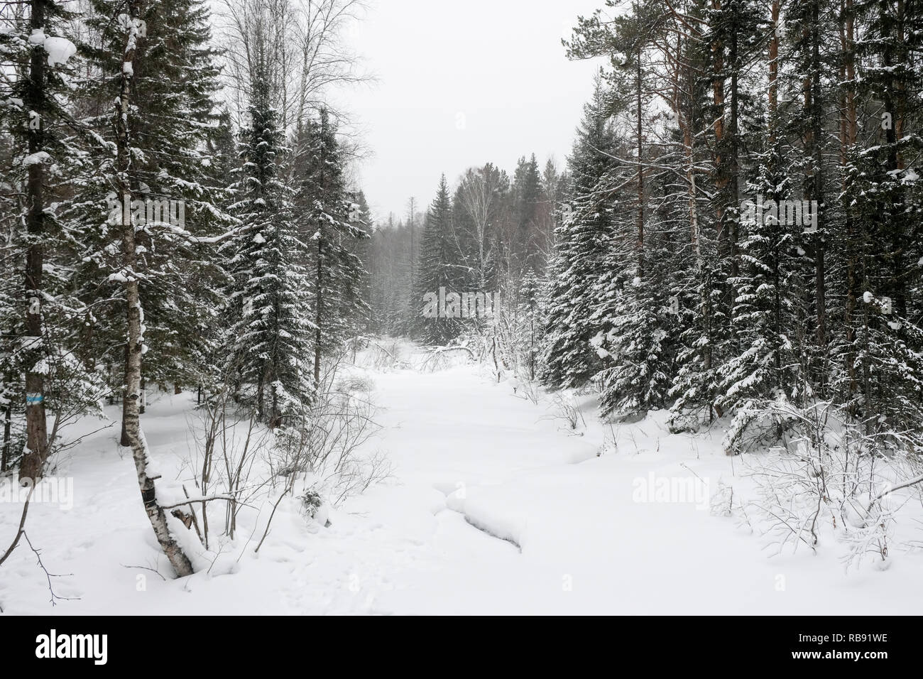 Bosque en invierno es completamente congelado en Rusia. La temperatura es  de -30°C y todo es blanco y lento Fotografía de stock - Alamy