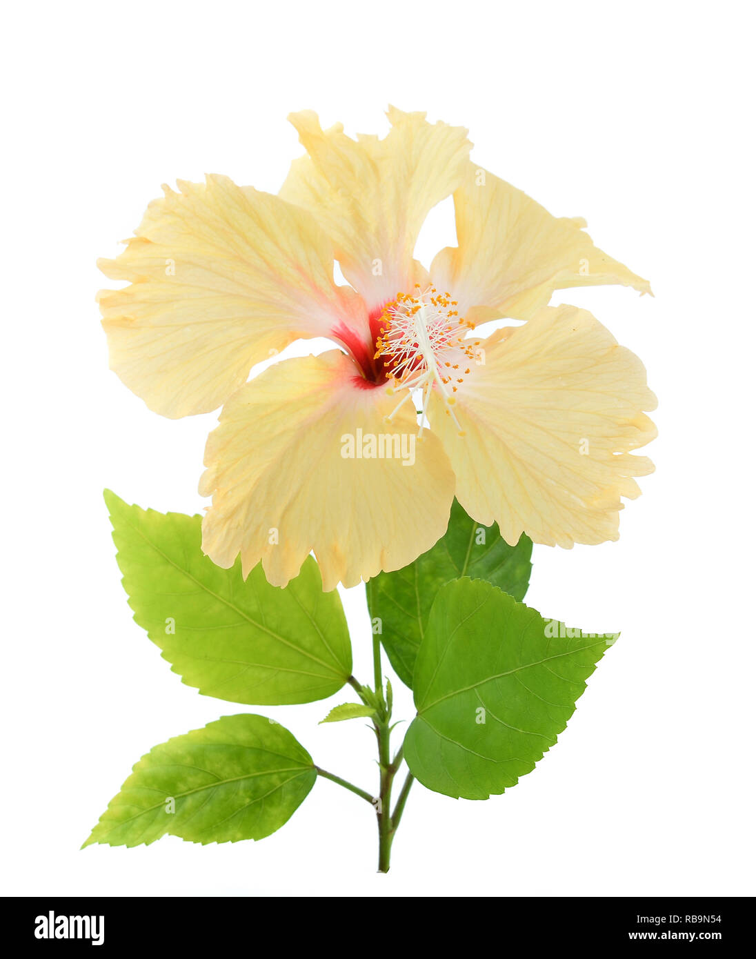 Flor de hibisco amarillo aislado sobre fondo blanco. Foto de stock