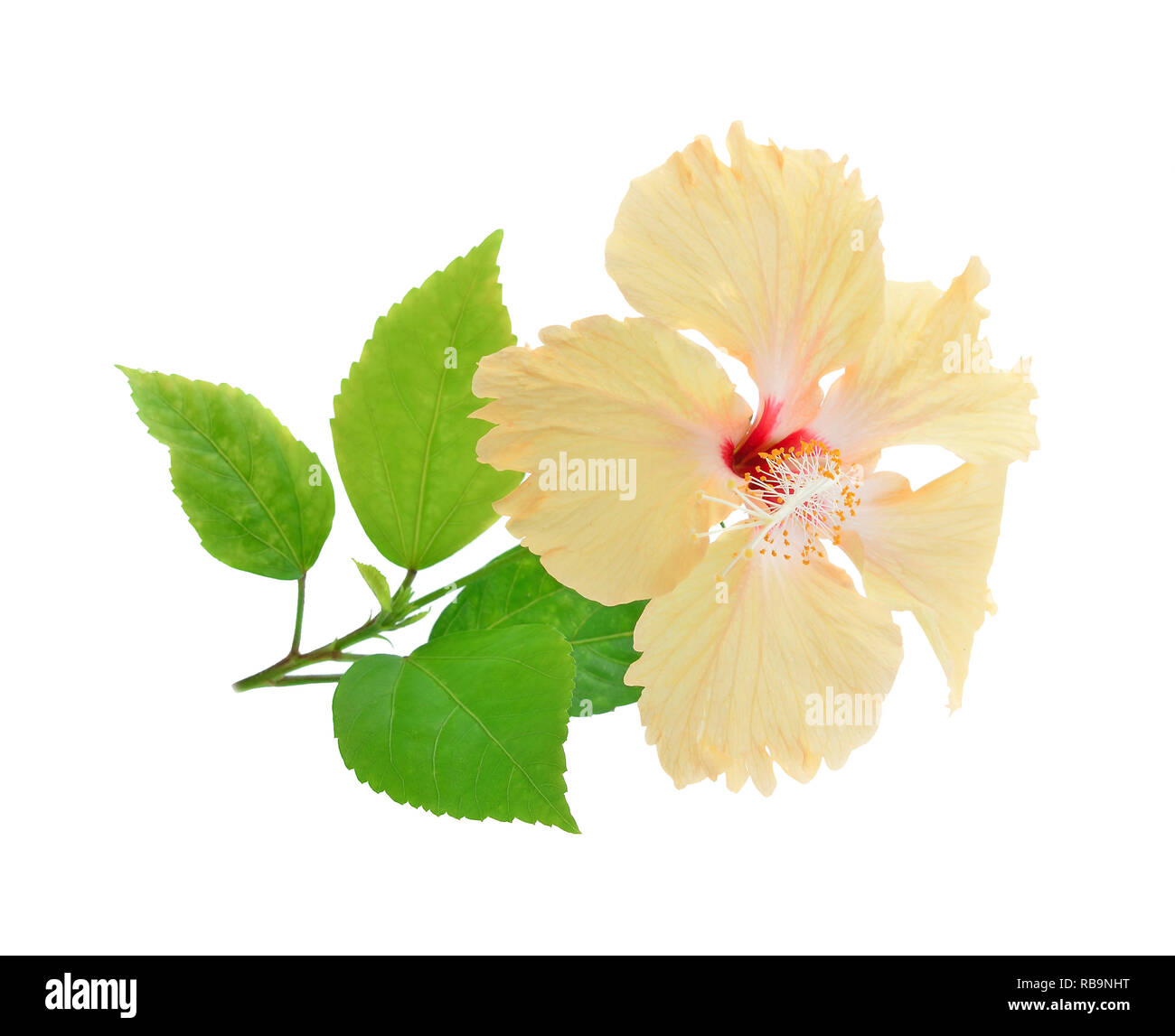 Flor de hibisco amarillo aislado sobre fondo blanco. Foto de stock