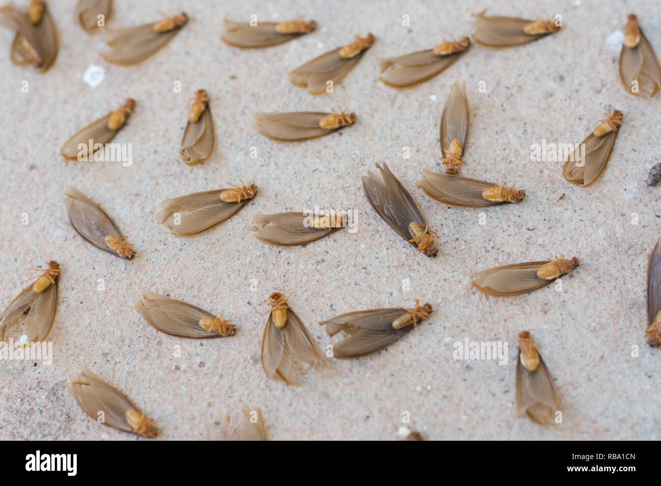 Muchas de las termitas con alas termitas aladas (marrón) sobre suelo de cemento Foto de stock