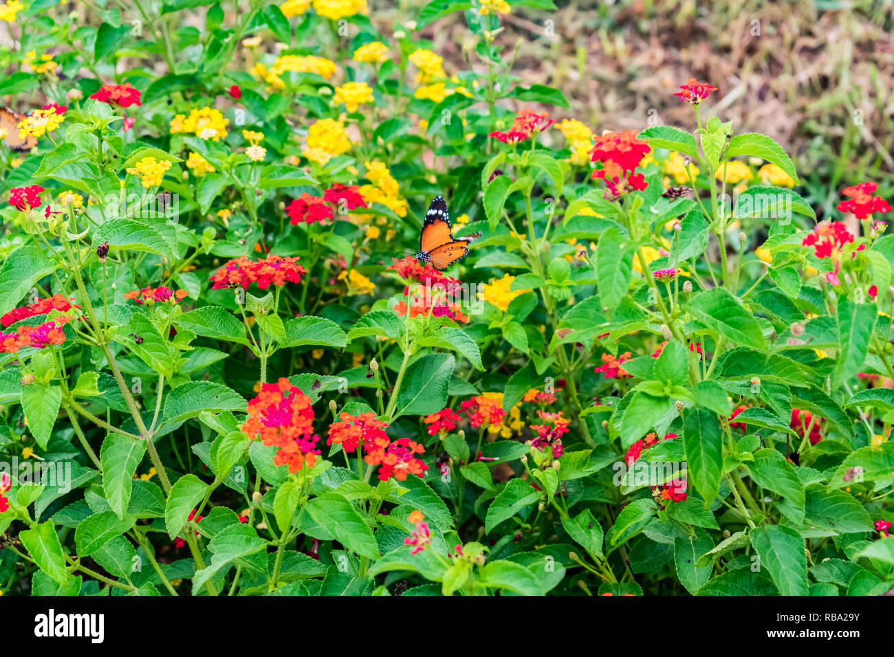 Hermosa y colorida flor Lantana camara en un jardín con mariposa volando  sobre la flor con hojas verdes en la estación de lluvias Fotografía de  stock - Alamy