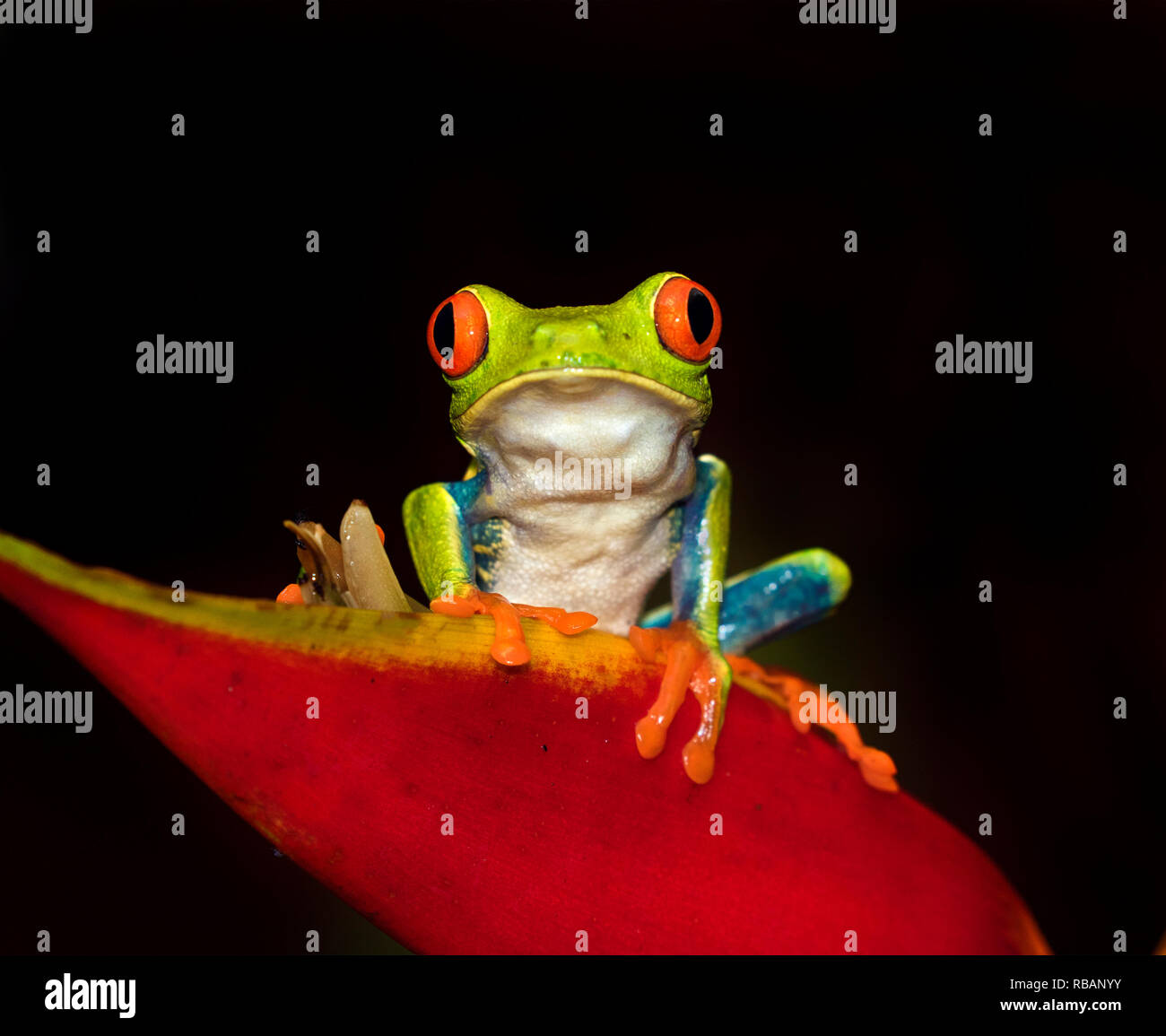 La rana arborícola de ojos rojos (Agalychnis callidryas) sentada en una flor strelicia, Costa Rica Foto de stock