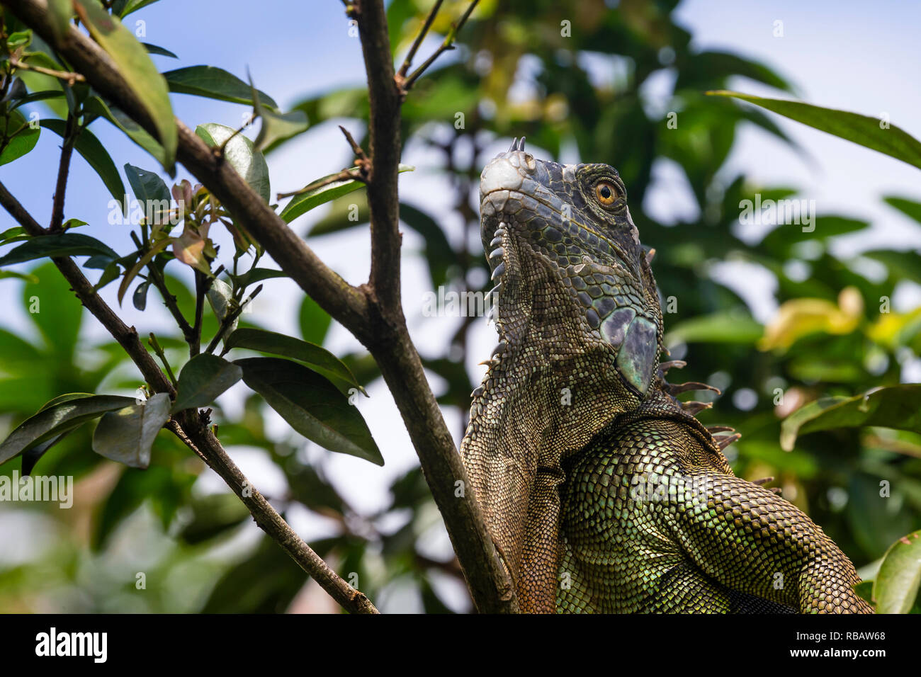 Iguana verde, en el bosque lluvioso de Costa Rica Foto de stock
