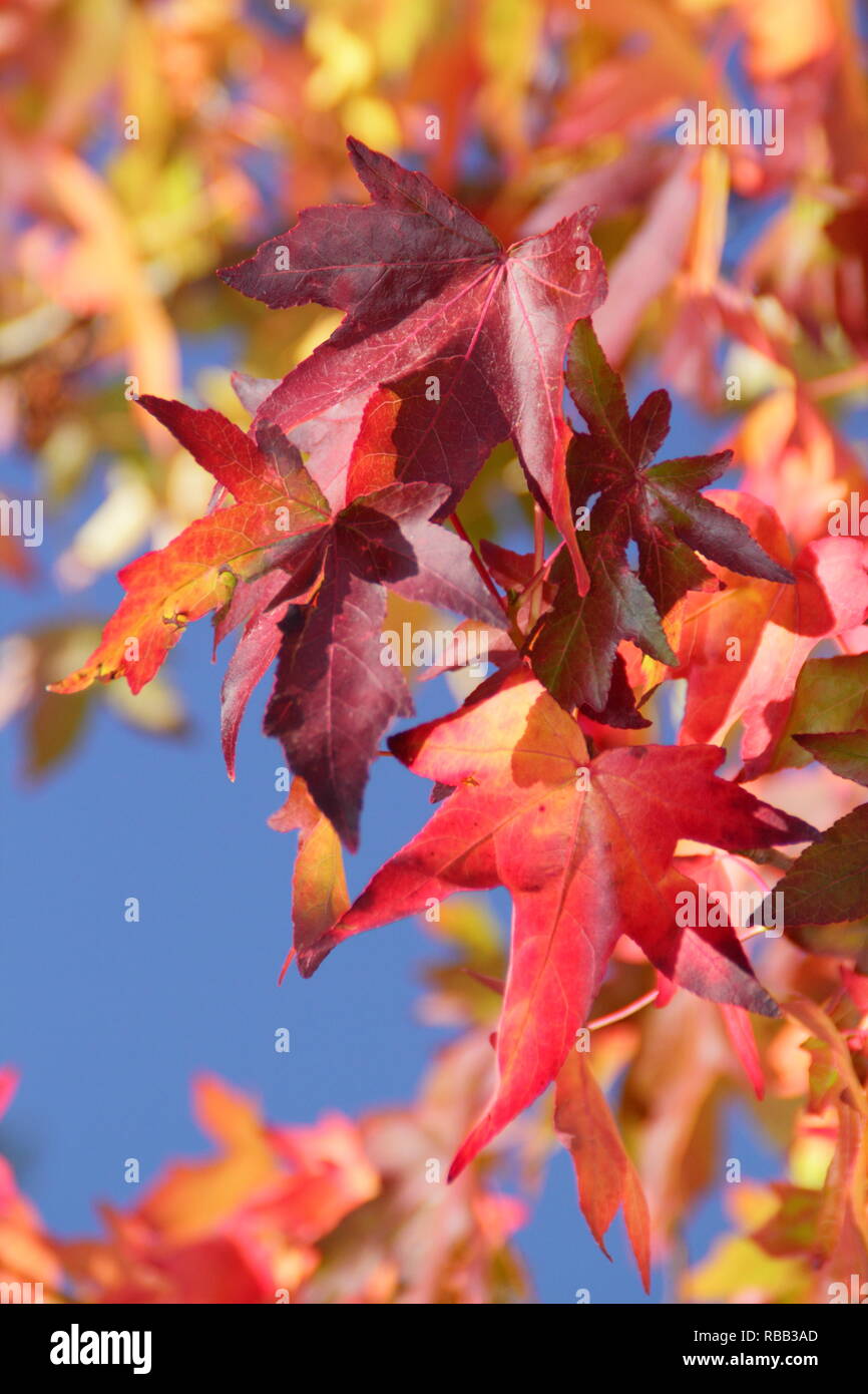 Licuidambar styraciflua. El follaje de otoño vibrante del dulce gum tree en octubre, REINO UNIDO Foto de stock