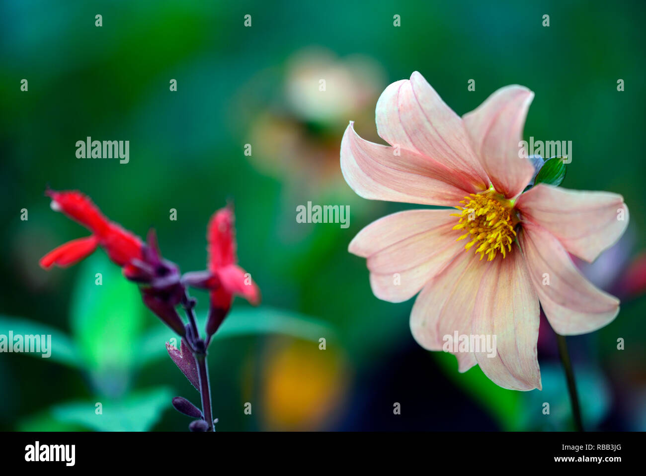 Dalia seedling,color albaricoque, flores,flores,flores florales,RM Foto de stock