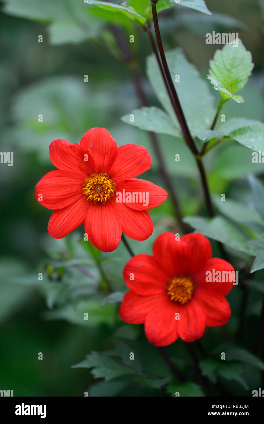 Dalia,plántulas, flor de color naranja,flores,flores florales,RM Foto de stock