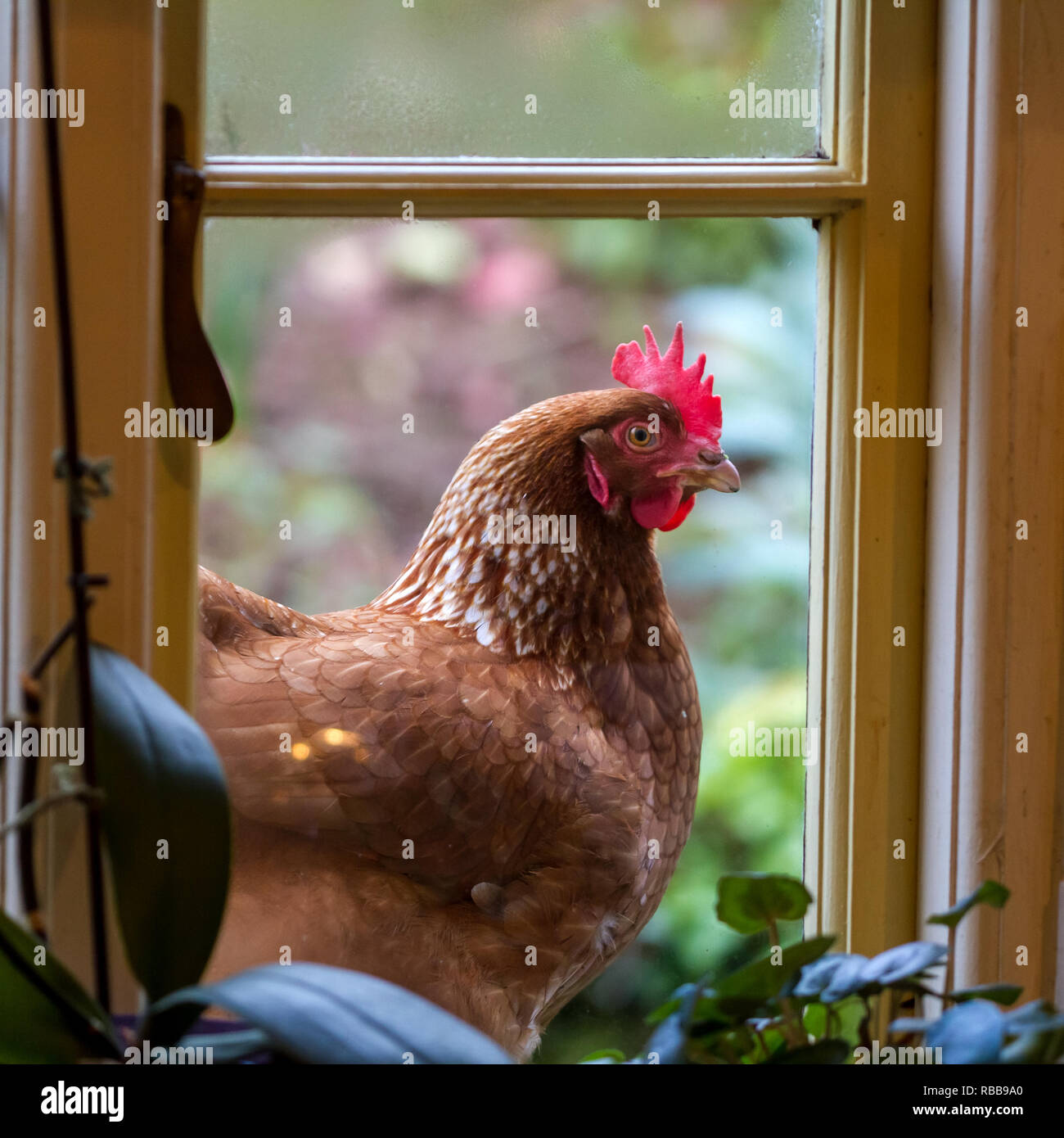 Pollo a la ventana. Foto de stock