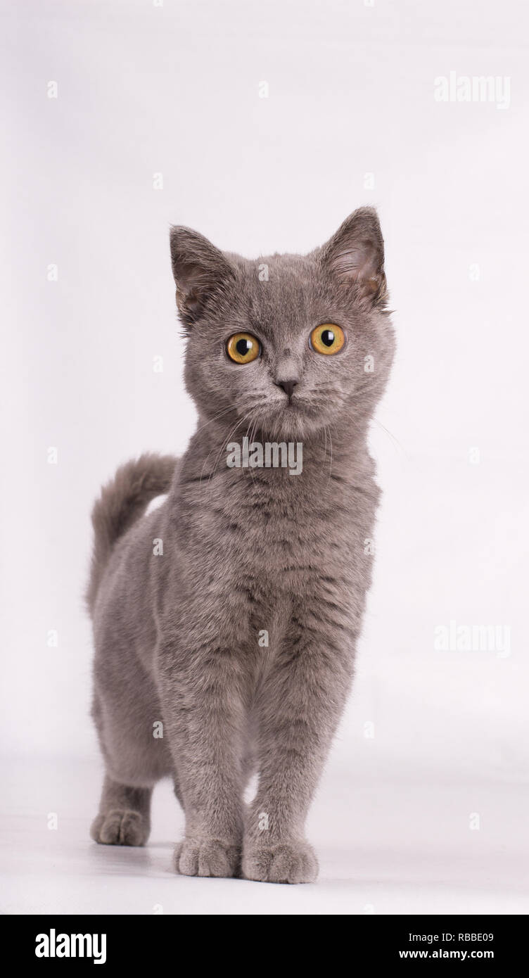 Retrato de azul gato bebé británico en frente de blanco backgrwond  Fotografía de stock - Alamy