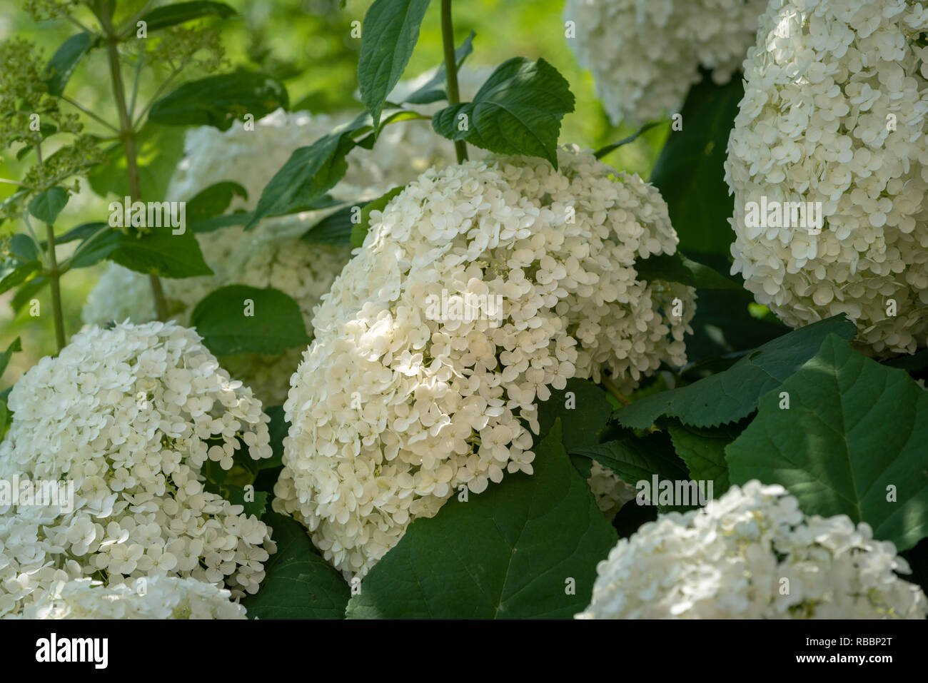 Color floral exterior macro de una flor de hortensia blanco con grandes y  exuberantes flores tomadas en un soleado día de verano con jardín natural  antecedentes Fotografía de stock - Alamy
