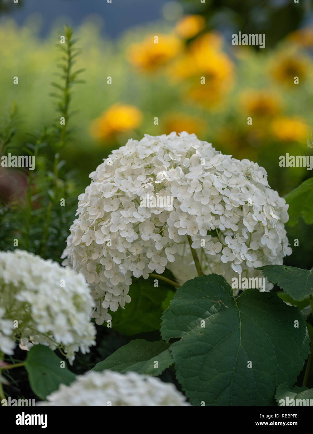 Color floral exterior macro de una flor de hortensia blanco / hortensia con  grandes y exuberantes flores tomadas en un soleado día de verano,jardín  natural Fotografía de stock - Alamy