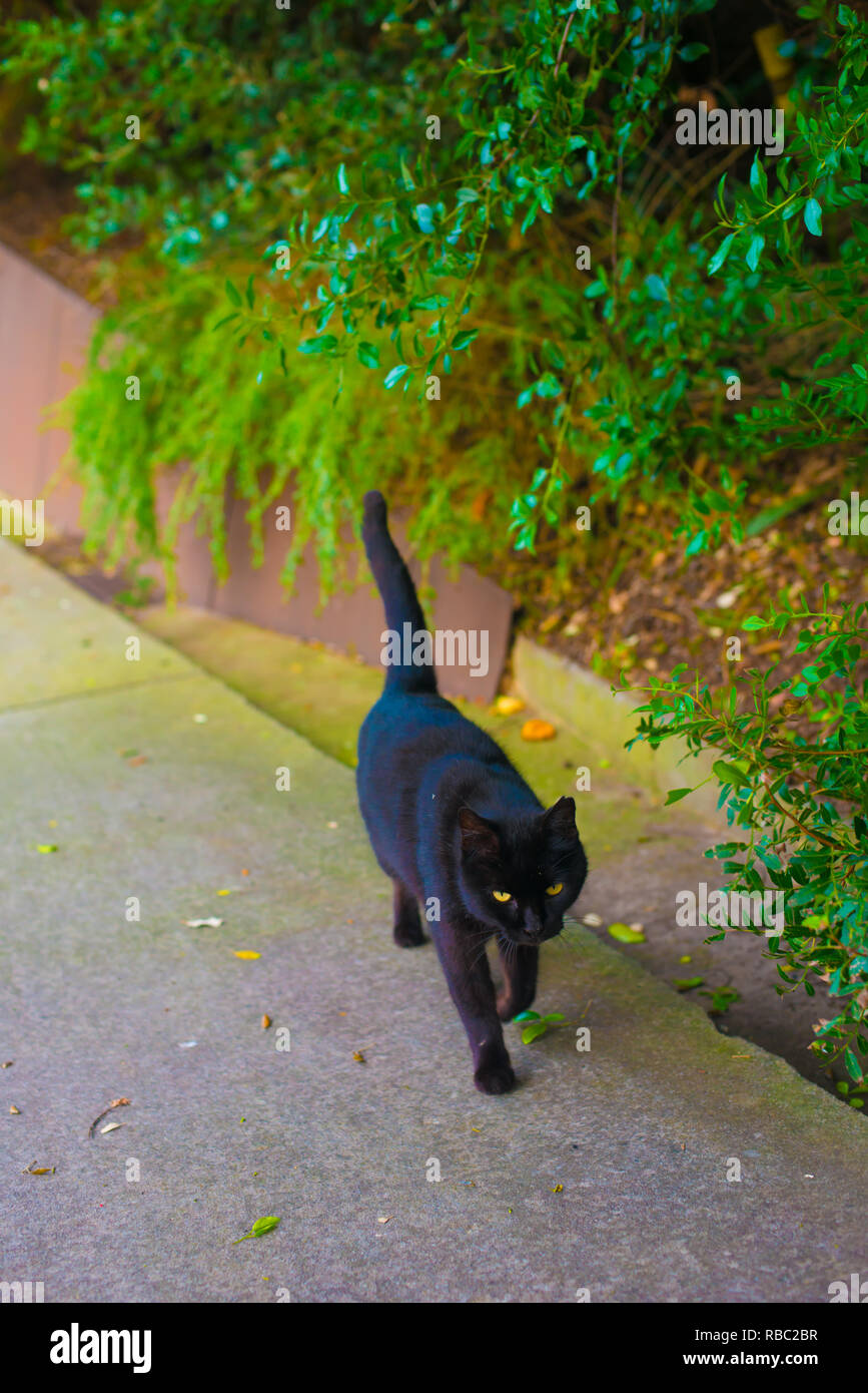 Gato negro en la calle en Barcelona, España. Barcelona es conocida como una  ciudad artística situado en la costa este de España Fotografía de stock -  Alamy