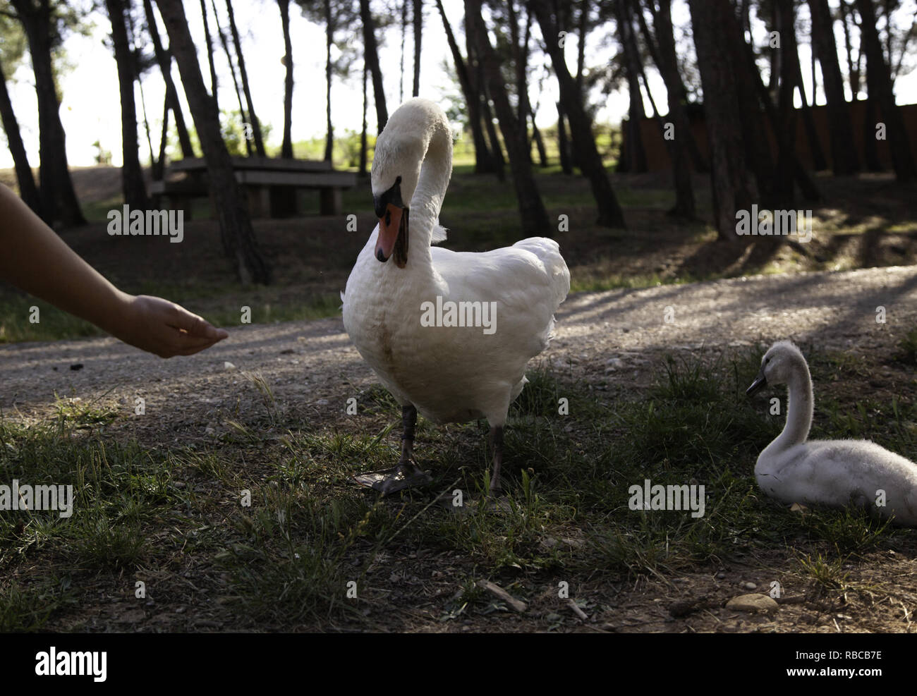 Patos pequeños cachorros en parque natural, animales y paisaje Fotografía  de stock - Alamy