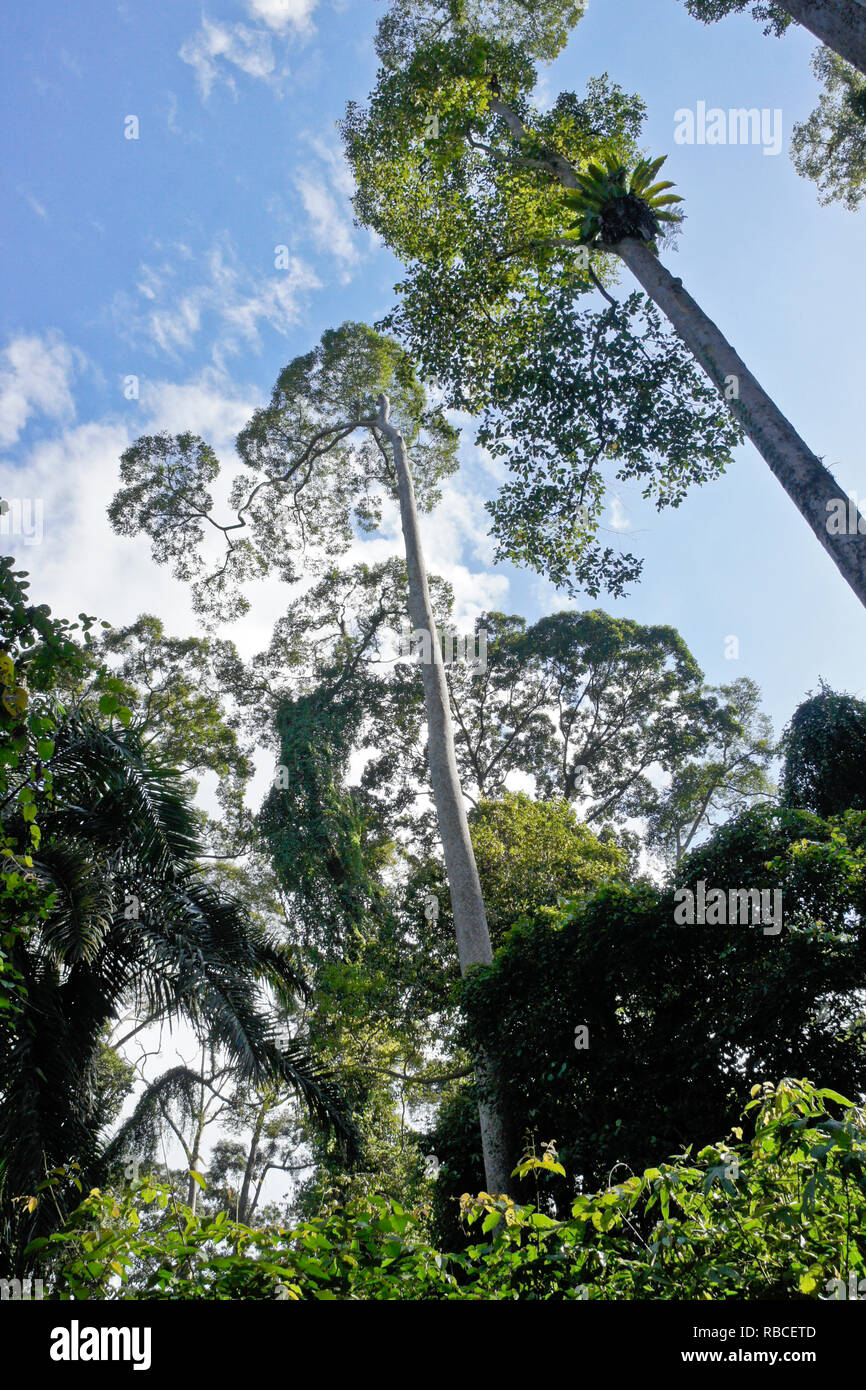 Dipterocarps en bosques de tierras bajas tropicales, Sabah (Borneo), Malasia Foto de stock