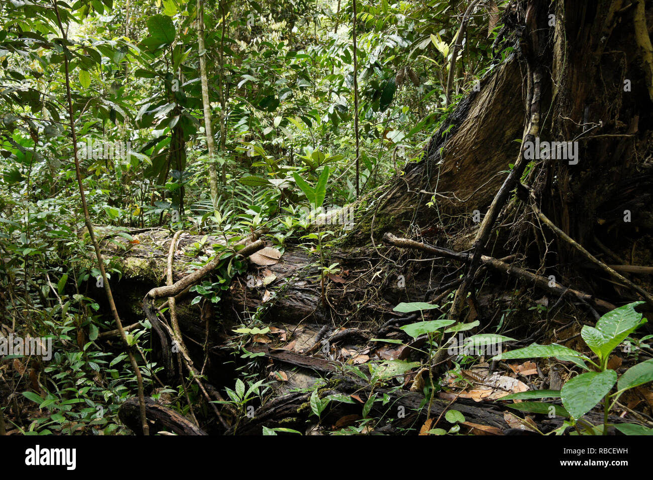 Vegetación en bosques de tierras bajas tropicales, Sarawak (Borneo), Malasia Foto de stock