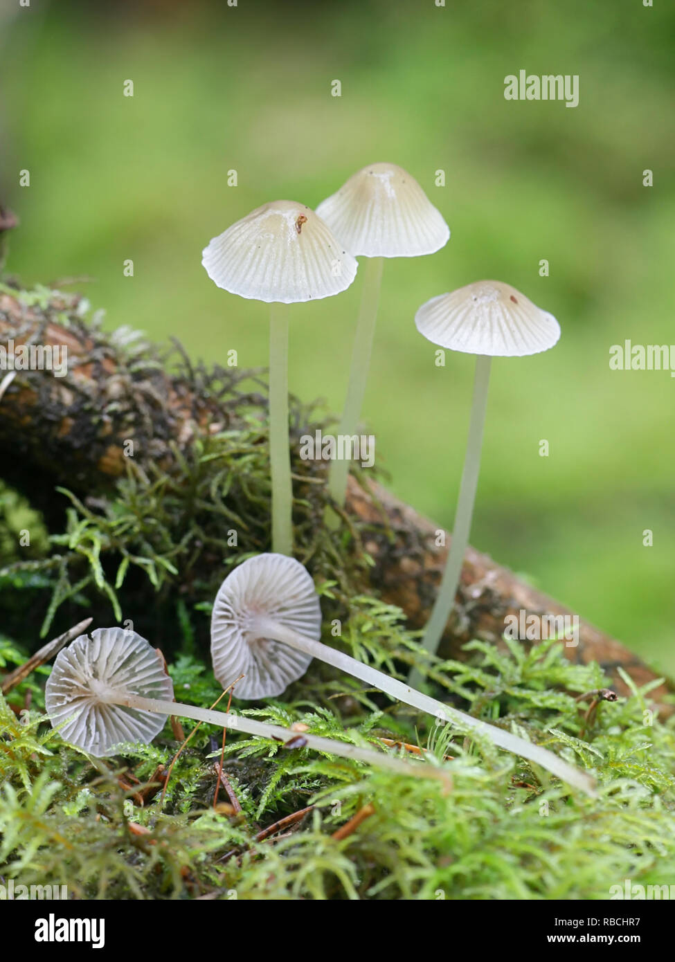 Yellowleg capot, Mycena epipterigya Foto de stock