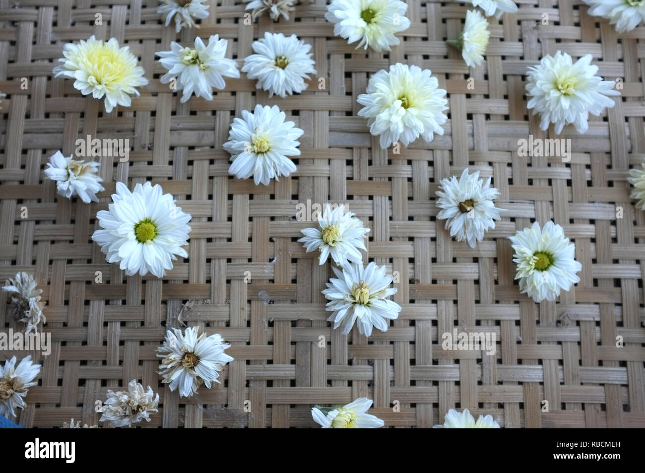 Tipo de flor de crisantemo blanco nombre de especies Chrysanthemum indicum  linn en la bandeja Fotografía de stock - Alamy