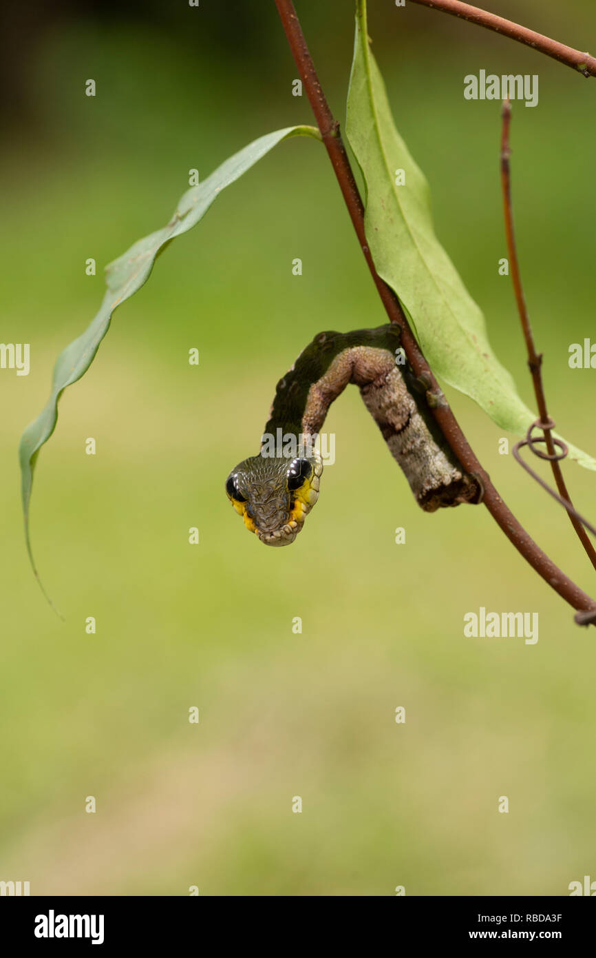 Serpiente imitan a Caterpillar. Una larva de la polilla esfinge hawk (Hemeroplanes triptolemus). ACR Maijuna, Río Napo, Perú Foto de stock