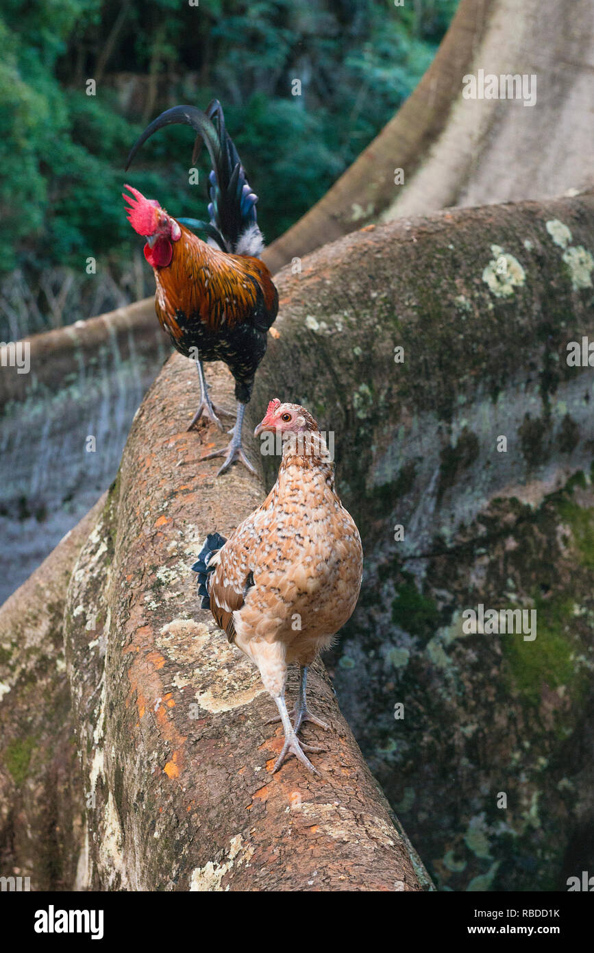 Pollos Gigantes Fotos e Imágenes de stock Alamy