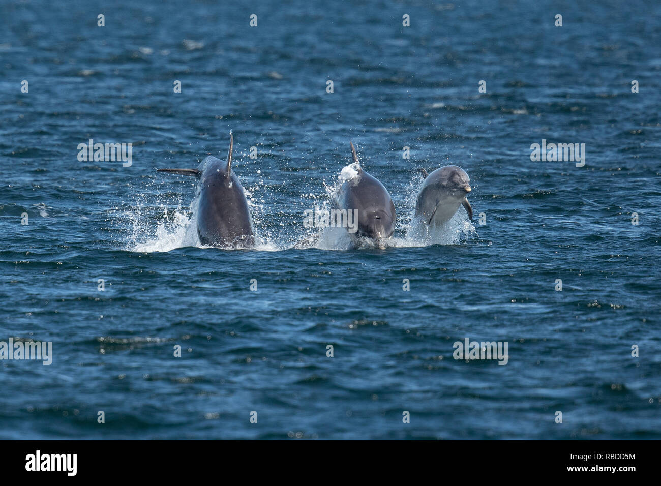 INVERNESS, Escocia: tres delfines mulares carrera a través de las aguas en el punto Chanonry cerca de Inverness, Escocia. Tres divertidos delfines pone en un impresionante despliegue de curiosos en como han infringido y voltear a través de las aguas del punto Chanonry cerca de Inverness. Los delfines mulares incluida la miel, un joven de 11 años de edad y madre de dos jóvenes también pueden ser vistos nadando en perfecta sintonía, apareciendo a la raza mutuamente a través del agua en las Tierras Altas de Escocia. WDC / Charlie Phillips / mediadrumworld.com Foto de stock