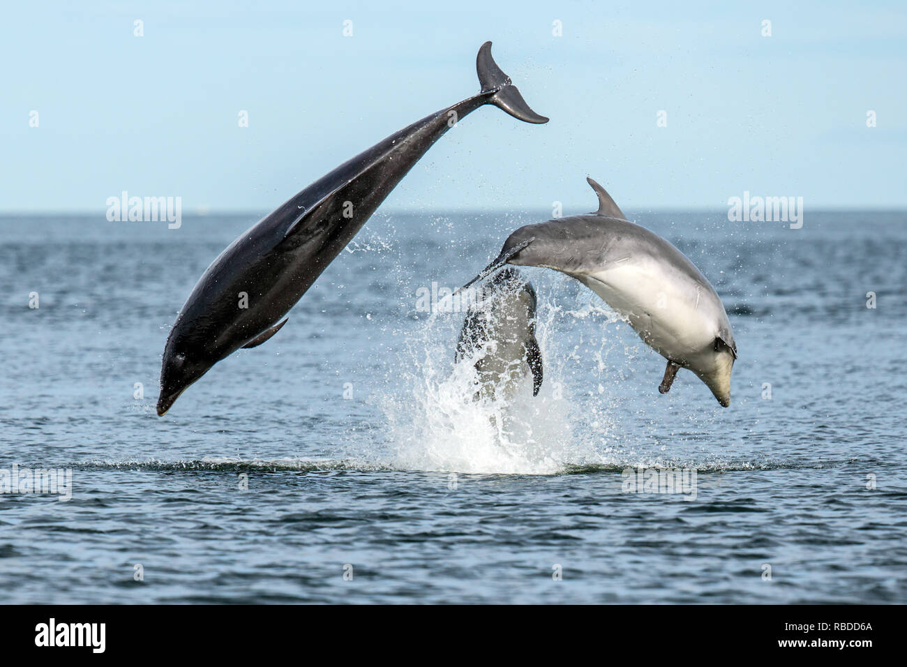 INVERNESS, Escocia: tres delfines mulares incumplimiento el agua a punto de Chanonry cerca de Inverness, Escocia. Tres divertidos delfines pone en un impresionante despliegue de curiosos en como han infringido y voltear a través de las aguas del punto Chanonry cerca de Inverness. Los delfines mulares incluida la miel, un joven de 11 años de edad y madre de dos jóvenes también pueden ser vistos nadando en perfecta sintonía, apareciendo a la raza mutuamente a través del agua en las Tierras Altas de Escocia. WDC / Charlie Phillips / mediadrumworld.com Foto de stock