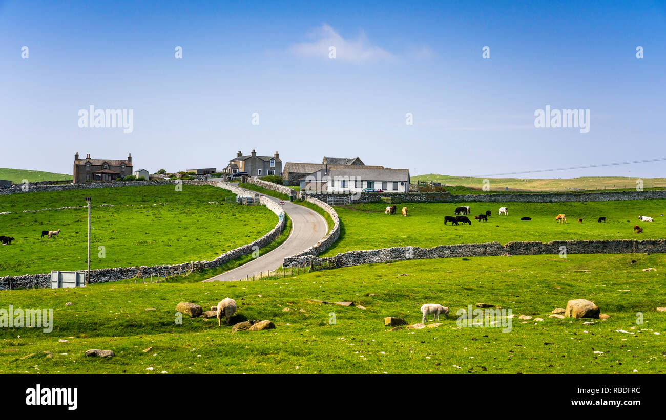 Las ovejas que pastan en pastos en una pequeña aldea en el campo cerca de Lerwick, Shetland, Escocia, Reino Unido, Europa. Foto de stock