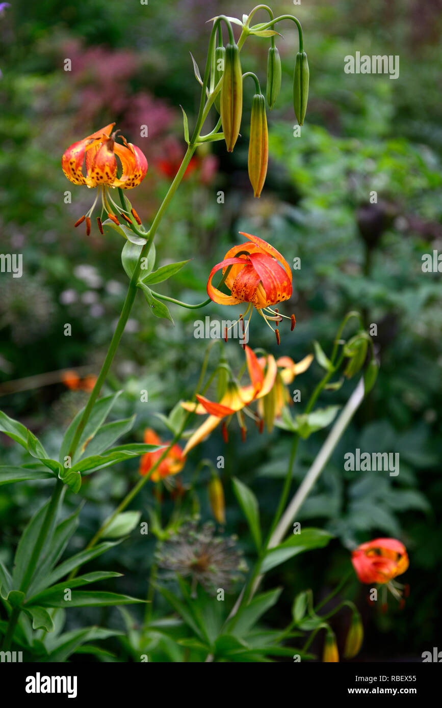 Lilium pardalinum,Lirio leopardo,panther lily,rojo,naranja,manchas,spotted,perenne,lily, lirios,RM Floral Foto de stock